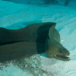 Scuba-diving-eel-captain-morgan's-dive-resort-utila-scuba-diving