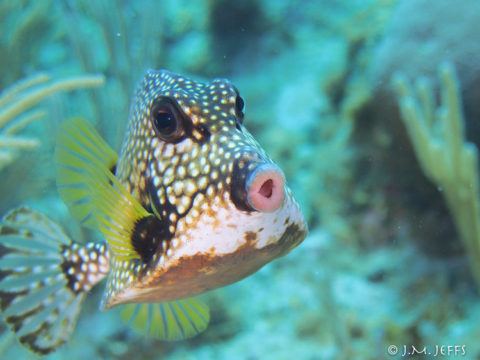 Home - The Best Scuba Diving in Utila