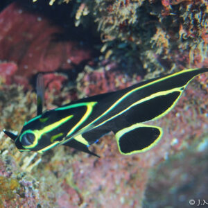 4 Fun Dive Package Utila