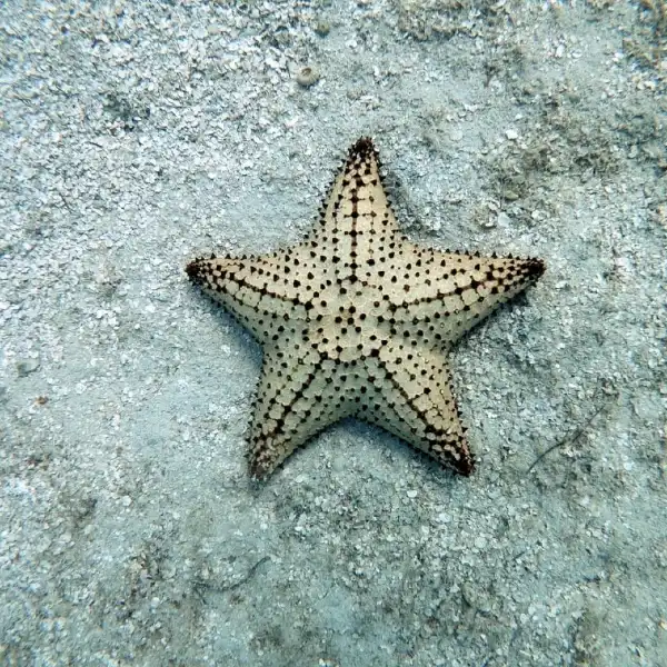 starfish friends